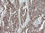 VBP1 Antibody in Immunohistochemistry (Paraffin) (IHC (P))