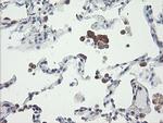 VBP1 Antibody in Immunohistochemistry (Paraffin) (IHC (P))