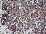 VBP1 Antibody in Immunohistochemistry (Paraffin) (IHC (P))