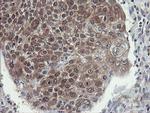 VBP1 Antibody in Immunohistochemistry (Paraffin) (IHC (P))