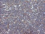 VBP1 Antibody in Immunohistochemistry (Paraffin) (IHC (P))