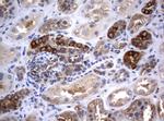 VBP1 Antibody in Immunohistochemistry (Paraffin) (IHC (P))