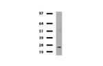 VBP1 Antibody in Western Blot (WB)