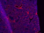 VCAM-1 Antibody in Immunohistochemistry (Frozen) (IHC (F))