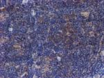 VCAM1 Antibody in Immunohistochemistry (Paraffin) (IHC (P))