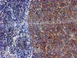 VCAM1 Antibody in Immunohistochemistry (Paraffin) (IHC (P))