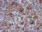 VCAM1 Antibody in Immunohistochemistry (Paraffin) (IHC (P))