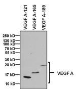 VEGF Antibody in Western Blot (WB)