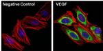 VEGF Antibody in Immunocytochemistry (ICC/IF)