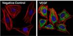 VEGF Antibody in Immunocytochemistry (ICC/IF)