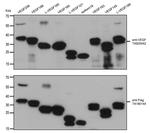 VEGF Antibody in Western Blot (WB)