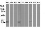 VEGF Antibody in Western Blot (WB)