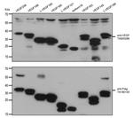 VEGF Antibody in Western Blot (WB)