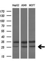 VEGF Antibody in Western Blot (WB)