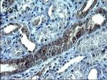 VEGFB Antibody in Immunohistochemistry (Paraffin) (IHC (P))