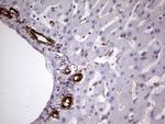 VIM Antibody in Immunohistochemistry (Paraffin) (IHC (P))