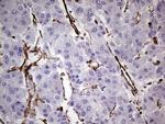 VIM Antibody in Immunohistochemistry (Paraffin) (IHC (P))