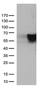 VIM Antibody in Western Blot (WB)