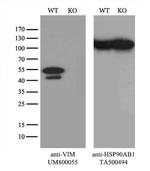 VIM Antibody in Western Blot (WB)