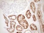 VIP Antibody in Immunohistochemistry (Paraffin) (IHC (P))