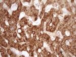 VIP Antibody in Immunohistochemistry (Paraffin) (IHC (P))