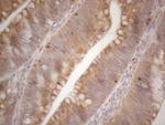 VIP Antibody in Immunohistochemistry (Paraffin) (IHC (P))