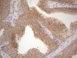 VIP Antibody in Immunohistochemistry (Paraffin) (IHC (P))