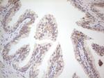 VIP Antibody in Immunohistochemistry (Paraffin) (IHC (P))