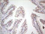 VIP Antibody in Immunohistochemistry (Paraffin) (IHC (P))