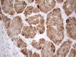 VIP Antibody in Immunohistochemistry (Paraffin) (IHC (P))