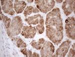 VIP Antibody in Immunohistochemistry (Paraffin) (IHC (P))