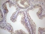 VIP Antibody in Immunohistochemistry (Paraffin) (IHC (P))