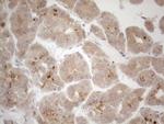 VIP Antibody in Immunohistochemistry (Paraffin) (IHC (P))