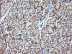 VPS28 Antibody in Immunohistochemistry (Paraffin) (IHC (P))