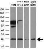 VPS28 Antibody in Western Blot (WB)