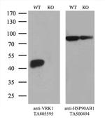 VRK1 Antibody in Western Blot (WB)