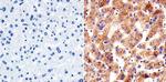 VRK1 Antibody in Immunohistochemistry (Paraffin) (IHC (P))