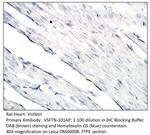 Visfatin Antibody in Immunohistochemistry (Paraffin) (IHC (P))