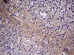 VSNL1 Antibody in Immunohistochemistry (Paraffin) (IHC (P))