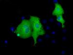 VWA5A Antibody in Immunocytochemistry (ICC/IF)