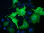 VWA5A Antibody in Immunocytochemistry (ICC/IF)