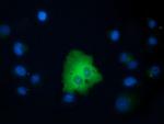 VWA5A Antibody in Immunocytochemistry (ICC/IF)