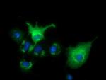 VWA5A Antibody in Immunocytochemistry (ICC/IF)