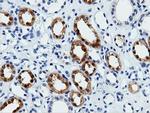 VWA5A Antibody in Immunohistochemistry (Paraffin) (IHC (P))