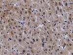 VWA5A Antibody in Immunohistochemistry (Paraffin) (IHC (P))