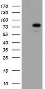 VWA5A Antibody in Western Blot (WB)