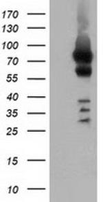 VWA5A Antibody in Western Blot (WB)