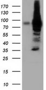 VWA5A Antibody in Western Blot (WB)