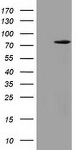 VWA5A Antibody in Western Blot (WB)