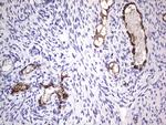 VWF Antibody in Immunohistochemistry (Paraffin) (IHC (P))